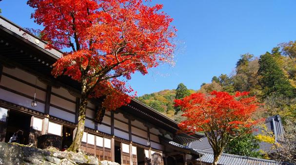 紅葉の永平寺:15 紅葉の永平寺:15 永平寺,紅葉,もみじの写真素材