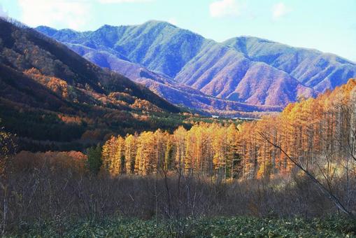 落葉松風景 落葉松風景の写真