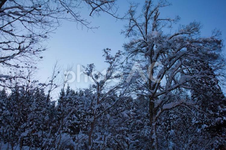 酷寒の大町　森の積雪と朝日 自然,山,風景の写真素材