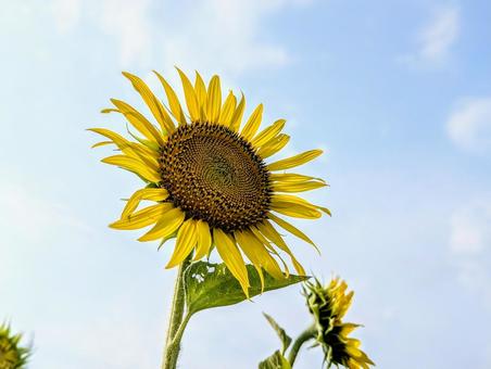 空に向く向日葵 空に向く向日葵 植物,花,ひまわりの写真素材