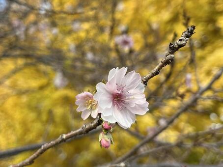 十月桜の花 桜,秋咲き,花の写真素材