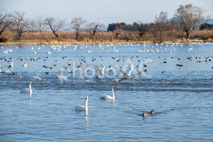 ハクチョウとカモと瓢湖 コハクチョウ,羽ばたき,渡り鳥の写真素材