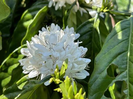 コーヒーチェリーの花 コーヒーチェリーの花 ベトナムダラット,コーヒー畑,コーヒーチェリーの写真素材