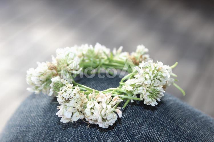 シロツメクサの花冠 自然,屋外で,草の写真素材