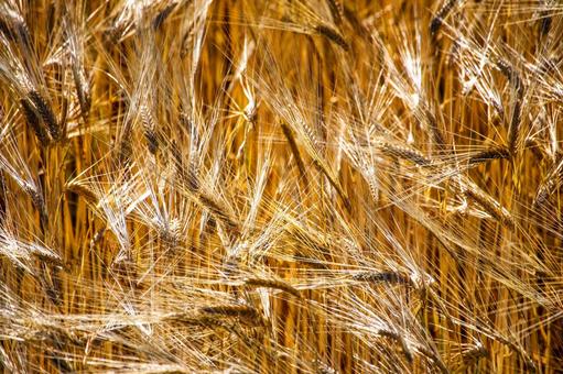 夏の陽射しを受けながら風に揺れる麦の穂 夏の陽射しを受けながら風に揺れる麦の穂 麦秋,麦畑,香りの写真素材