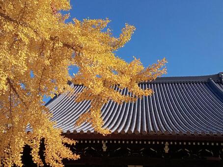 難宗寺の銀杏 銀杏,秋,風景の写真素材