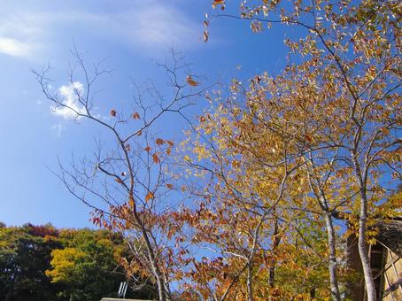 紅葉-11 紅葉-11 紅葉,黄葉,木の写真素材
