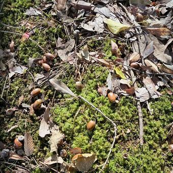 木の実拾い 自然,秋,公園の写真素材