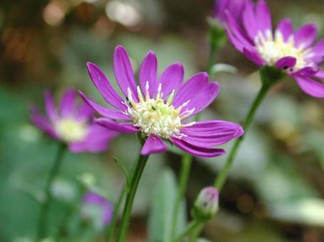 Photo, a flower, naive, miyako wasure, 