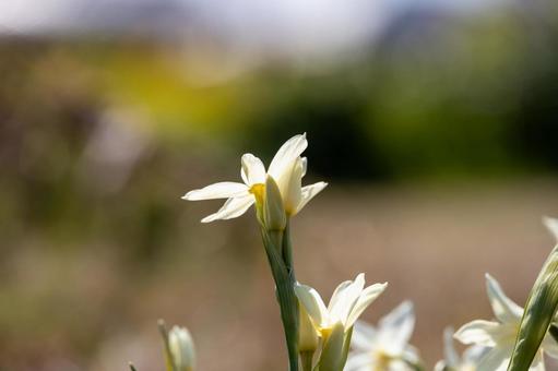 逆光に輝く水仙のつぼみの写真