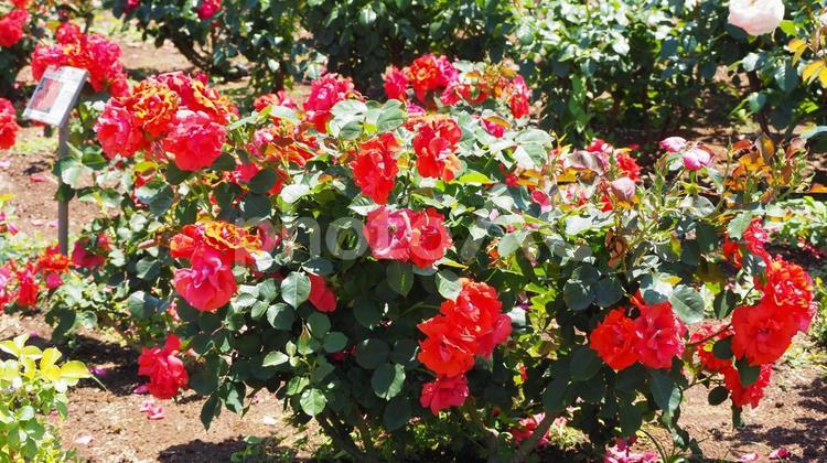 初夏の谷津バラ園・橙色のバラ（習志野市） 初夏,薔薇,オレンジ色の写真素材
