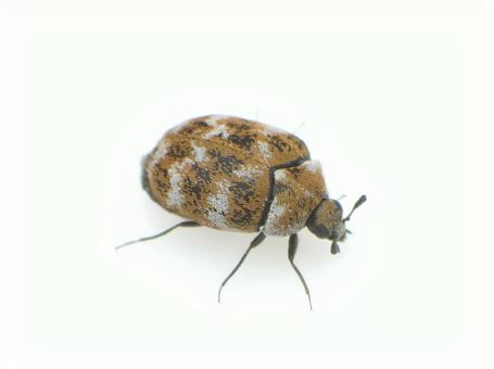 Himemarukatsuobushimushi, JPG Himemarukatsuobushimushi, JPG