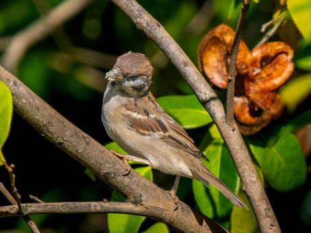 枝にとまるスズメ スズメ,雀,鳥の写真素材