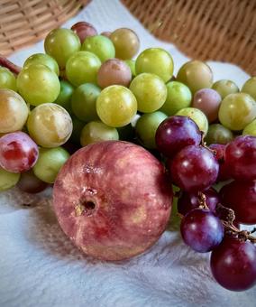 夏収穫 夏収穫 ブドウ,いちじく,収穫の写真素材