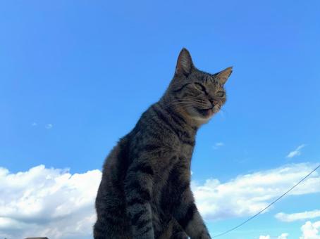 青空とネコ 青空とネコの写真