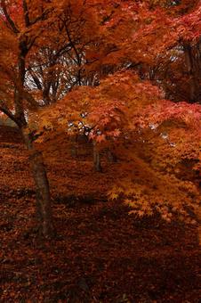 紅葉 紅葉,11月,赤の写真素材