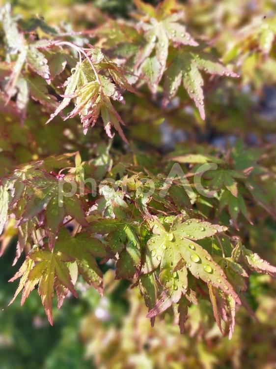 雨の中のもみじ もみじ,葉,雫の写真素材