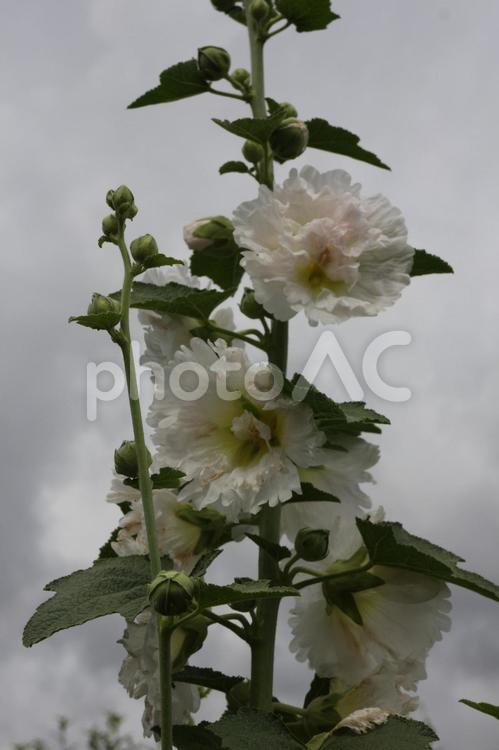 白いタチアオイと曇天の空 タチアオイ,白いタチアオイ,白い花の写真素材