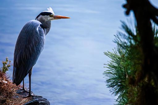 A blue heron gazing into the distance, JPG