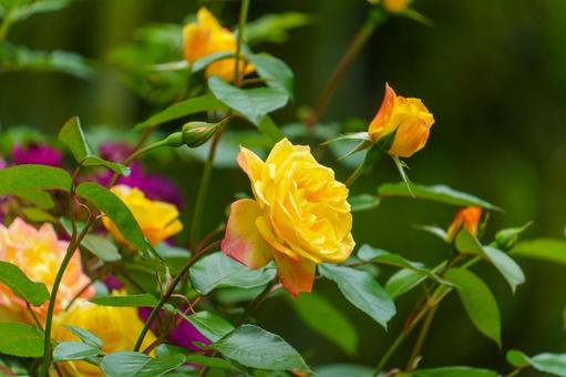 庭園に咲く黄色い薔薇 庭園に咲く黄色い薔薇の写真