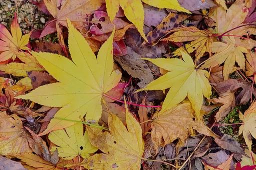 紅葉 紅葉の写真