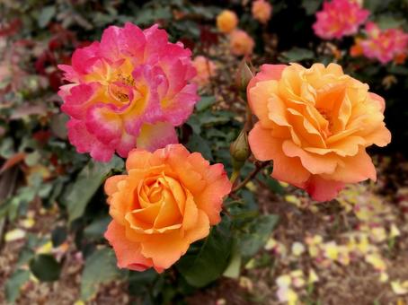 バラの花 ピンク オレンジ バラの花 ピンク オレンジの写真