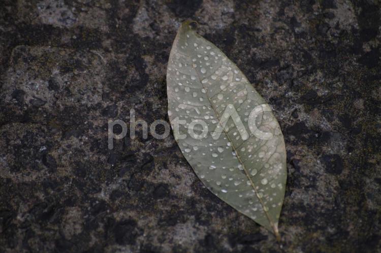 道端の落葉の水滴 落葉,水滴,雫の写真素材