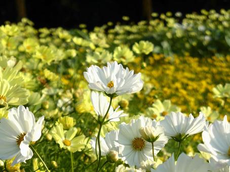 郊外の白・黄色のコスモス畑 コスモス,花,植物の写真素材
