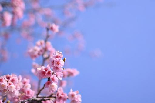 桜と青空 桜と青空の写真