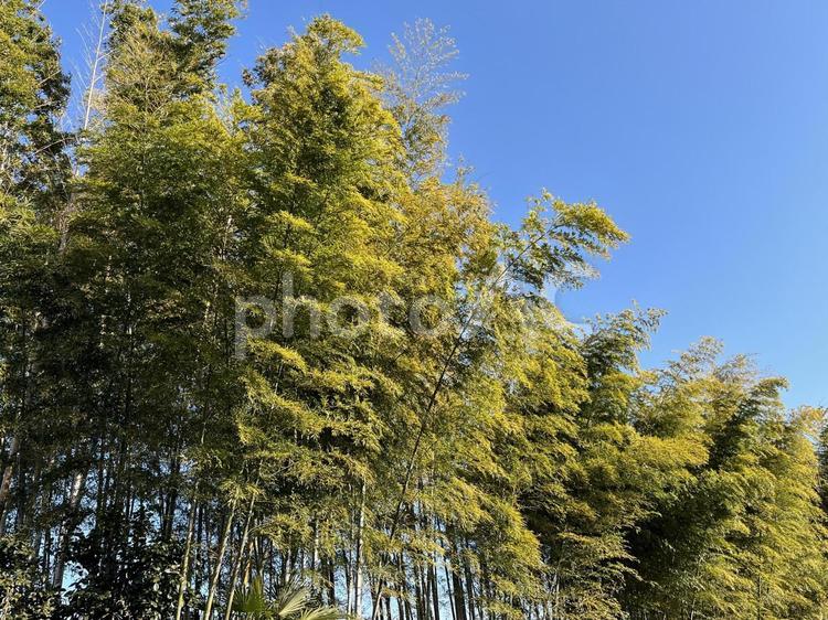 竹林と冬の青空 竹林,竹,青空の写真素材