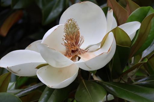 大きな花びらのタイサンボクの花のアップの写真