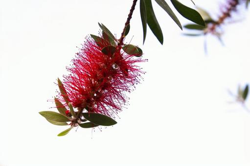 赤いブラシの木の花 赤いブラシの木の花 ブラシの木,植物,花の写真素材