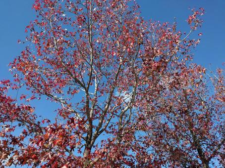 紅葉 紅葉の写真