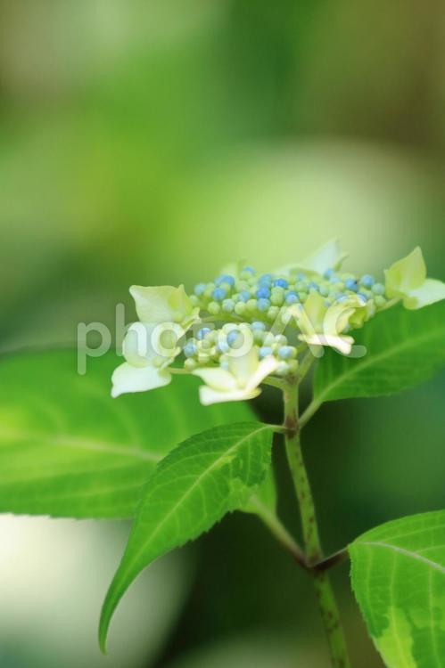 ガクアジサイ 花,アジサイ,ガクアジサイの写真素材