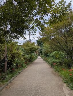 遊歩道 遊歩道の写真
