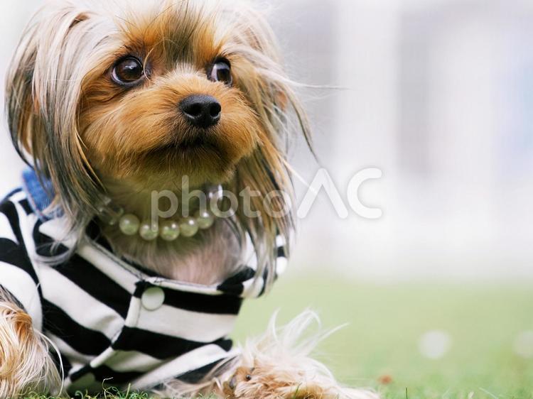 ワンコの顔（ヨークシャーテリア） 犬,ヨーキー,ヨークシャーテリアの写真素材