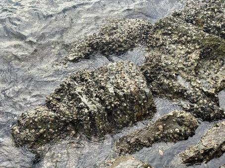 山口県彦島 竹ノ子島の磯辺 山口県彦島 竹ノ子島の磯辺 瀬戸内海,関門海峡,夕方の写真素材