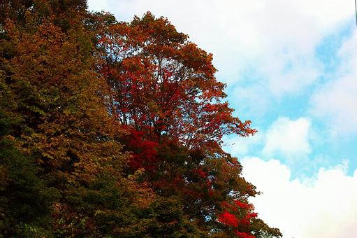 25年　新潟紅葉 空,曇,木の写真素材