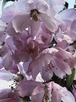 花の木 花の木の写真