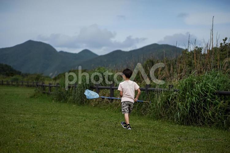 ＜素材＞夏の公園で虫取りをする男の子 子供,男性,人物の写真素材