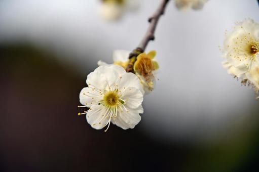 梅形 梅形の写真