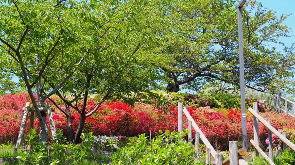 Nagisa Park in Spring: Azaleas and Fresh Greenery (Edogawa Ward), JPG