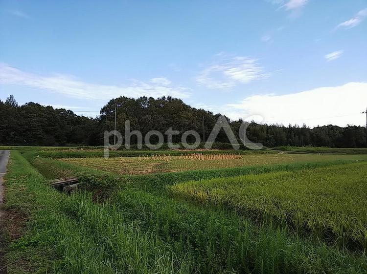 稲刈りされた田と空 風景,何人もありません,農業（商業企業）の写真素材