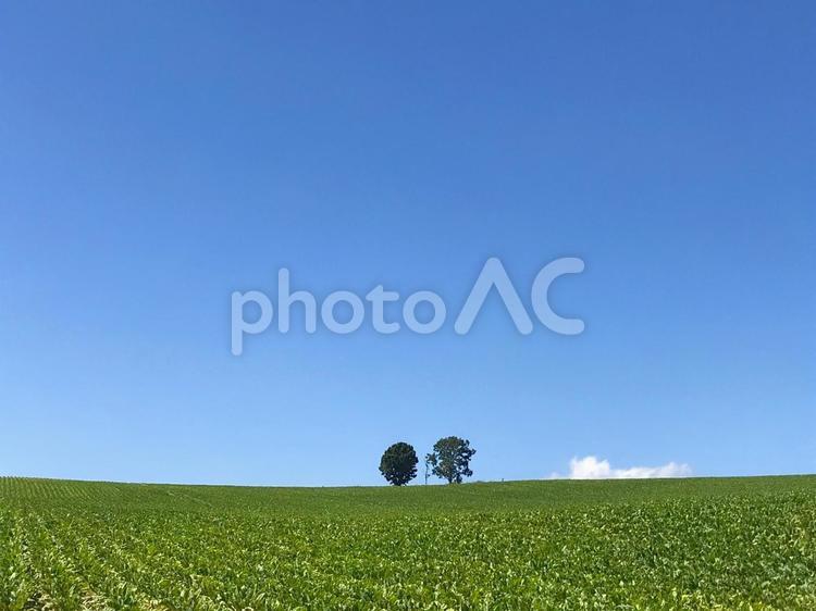 美瑛の親子の木 親子の木,美瑛の丘,北海道の写真素材
