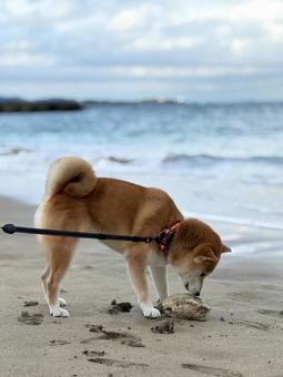 海岸でフグを見つけた柴犬10 海岸でフグを見つけた柴犬10 海,海岸,柴犬の写真素材