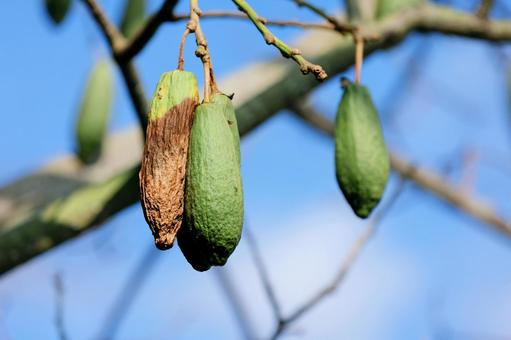 トックリキワタ（蒴果） トックリキワタ,蒴果,種の写真素材