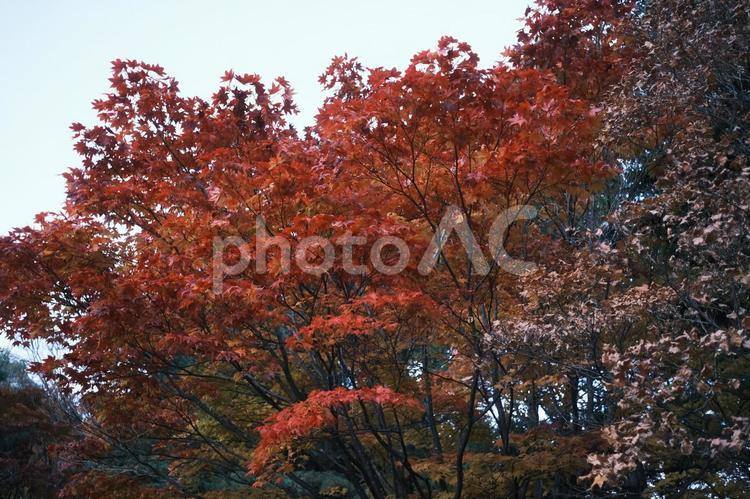 紅葉　秋のイメージ 秋イメージ,紅葉,もみじの写真素材
