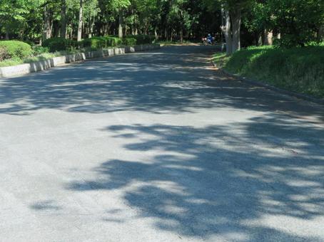 木漏れ日の道の写真