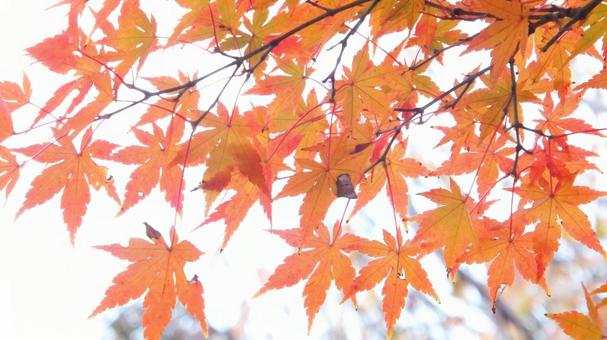 Photo, maple, autumn leaves, leaf, 