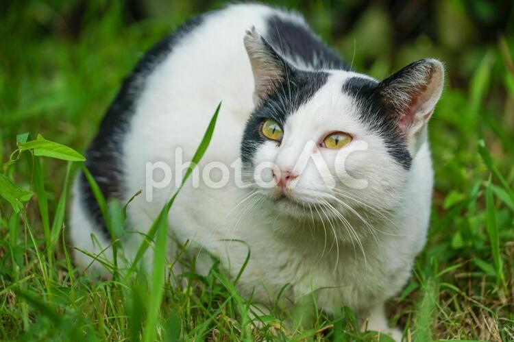 草原に佇む白黒の猫 白黒猫,猫,草原の写真素材